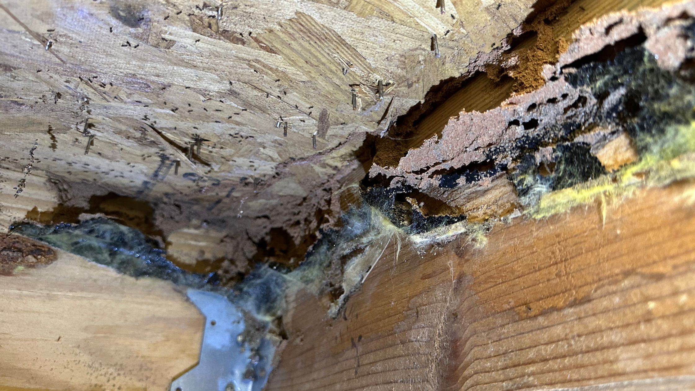 How To Prevent Termites in South Carolina & Georgia | Compass Pest