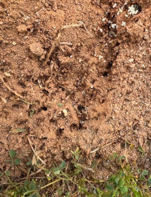 fire ant mound close up view