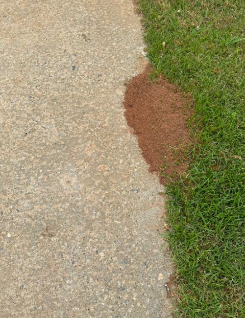 fire ant mound on driveway