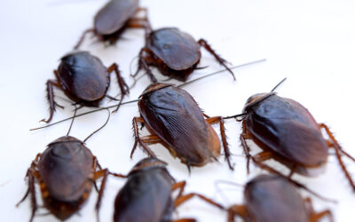 Understanding Roach Infestations: American (Palmetto) Roaches vs. German Roaches