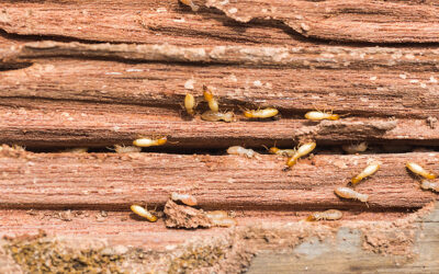 The Importance of Professional Termite Control for Log Cabins: Understanding Termite Susceptibility