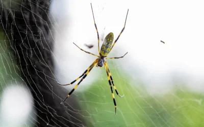 A Homeowner’s Guide to Spiders in Georgia and South Carolina